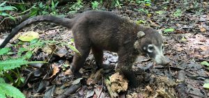 Read more about the article National Park Corcovado National Park: the wild heart of Costa Rica