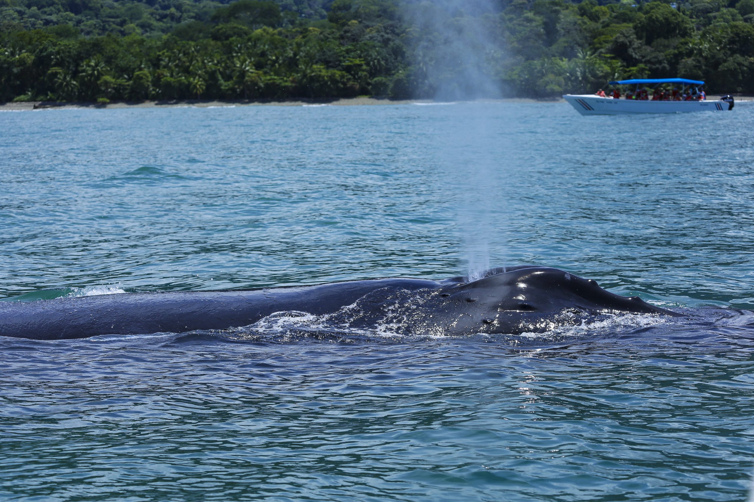 Read more about the article Humpback Whale Watching in Uvita: a unique experience in Costa Rica