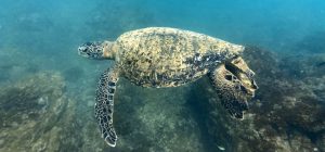 Read more about the article Caño Island: The Hidden Paradise for Snorkeling and Diving in Costa Rica