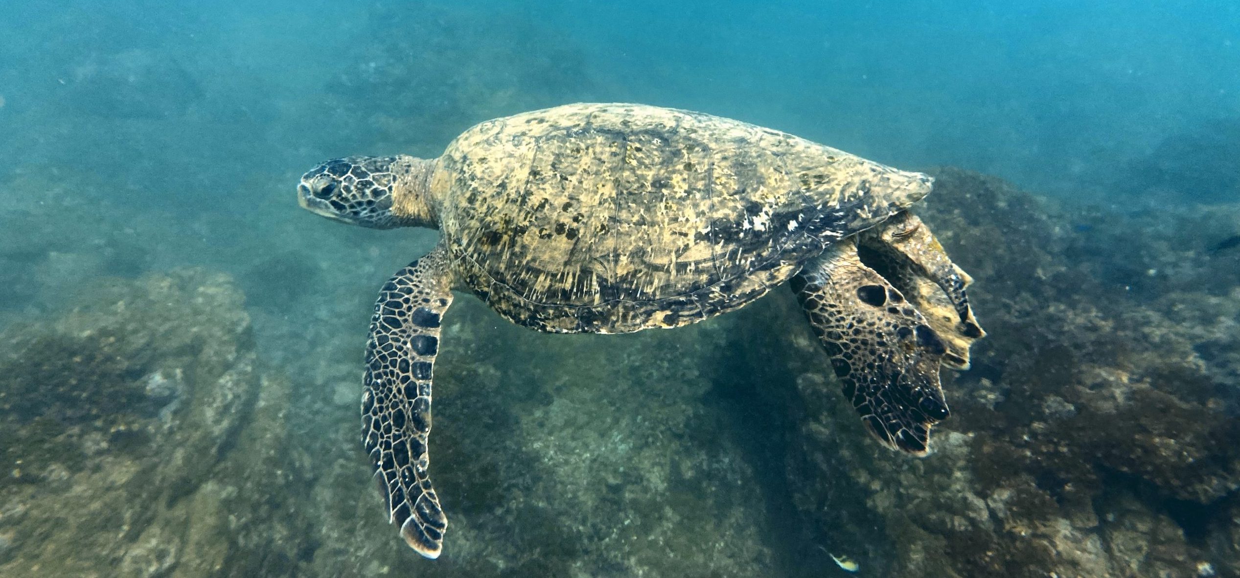Read more about the article Caño Island: The Hidden Paradise for Snorkeling and Diving in Costa Rica