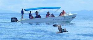 Read more about the article “REGULATIONS FOR TOUR OPERATORS FOR WHALE AND DOLPHINS WATCHING”